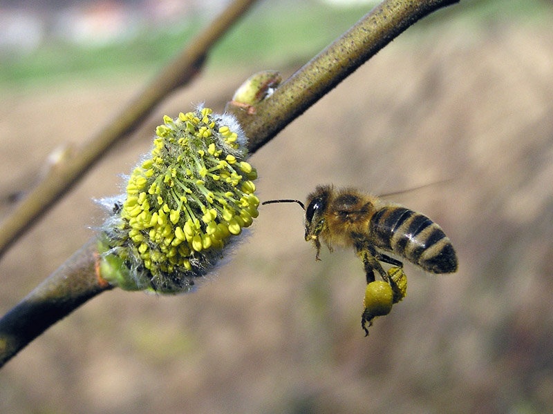 pridna čebelica by imenko priimkovič