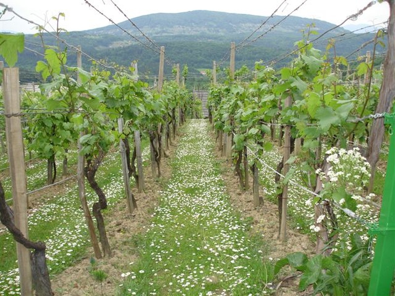 Vinograd spomladi by herlamov