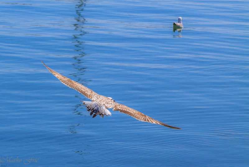 galeb by Mark