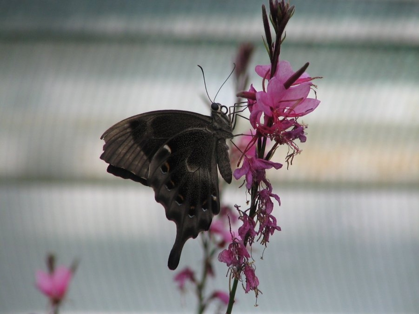 My Butterfly by tina mac