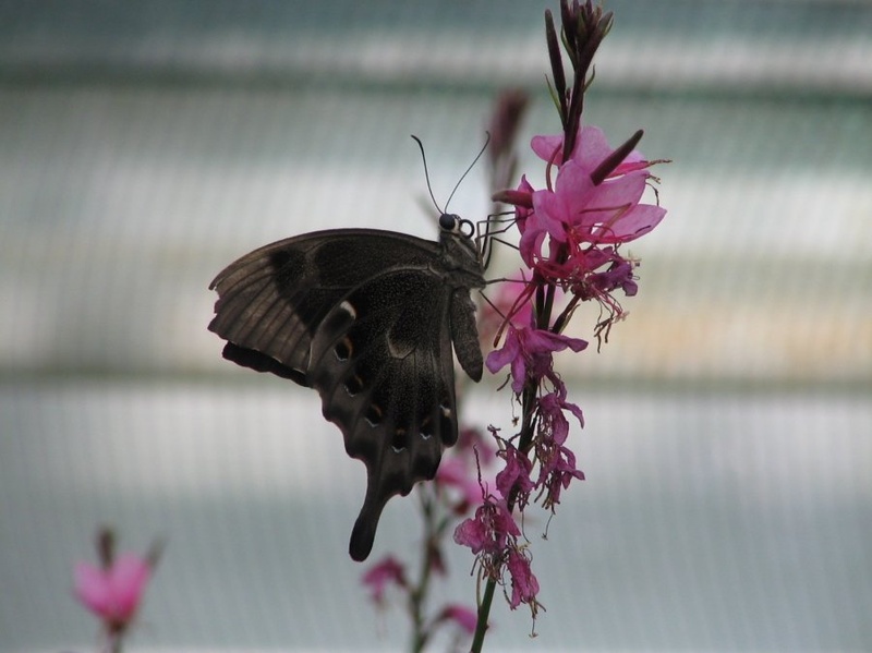 My Butterfly by tina mac