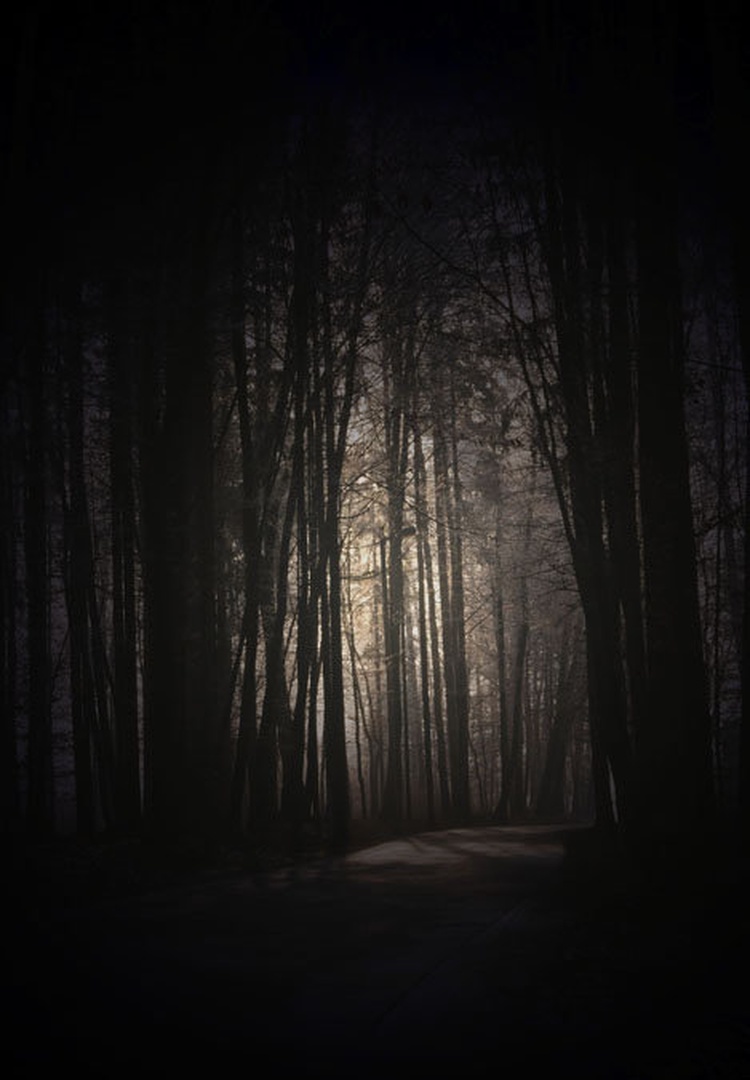 Forest by Gregor Krašnja