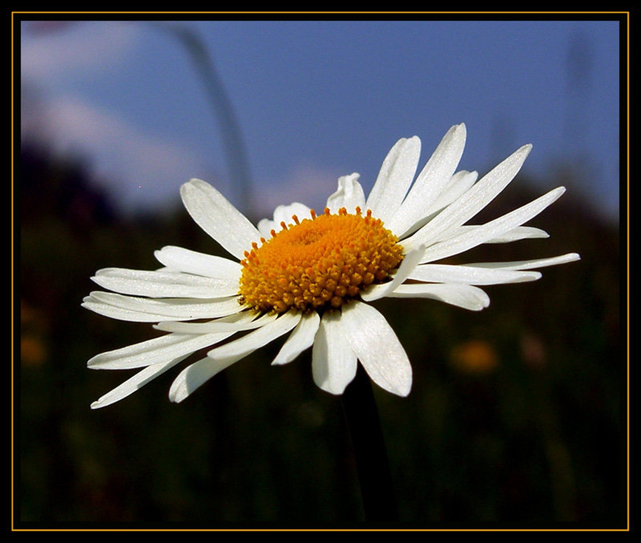 rumeno,bela by