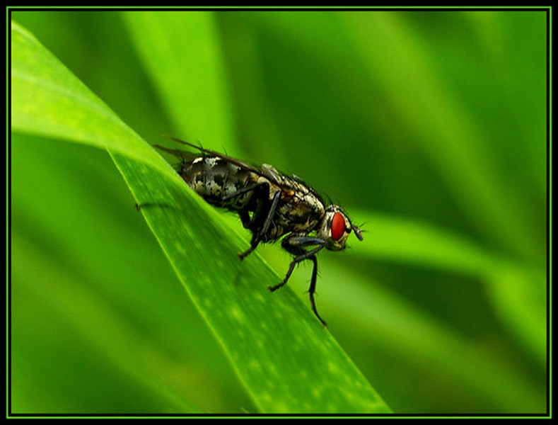 prvi polet by DULE1