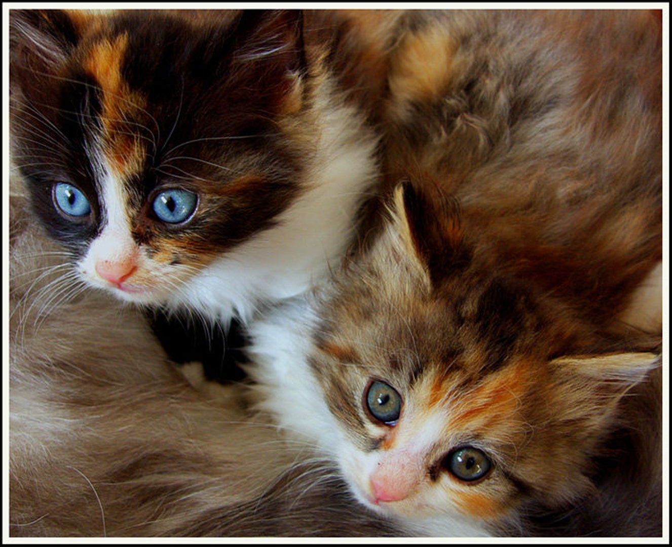 Blue & Green Eyes by