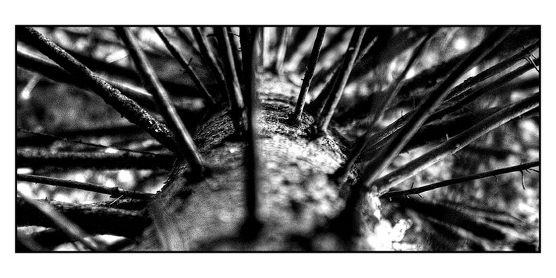 Twisted by Darko Pavlovic