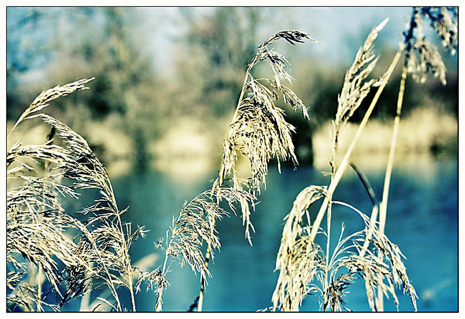 win background by Darko Pavlovic