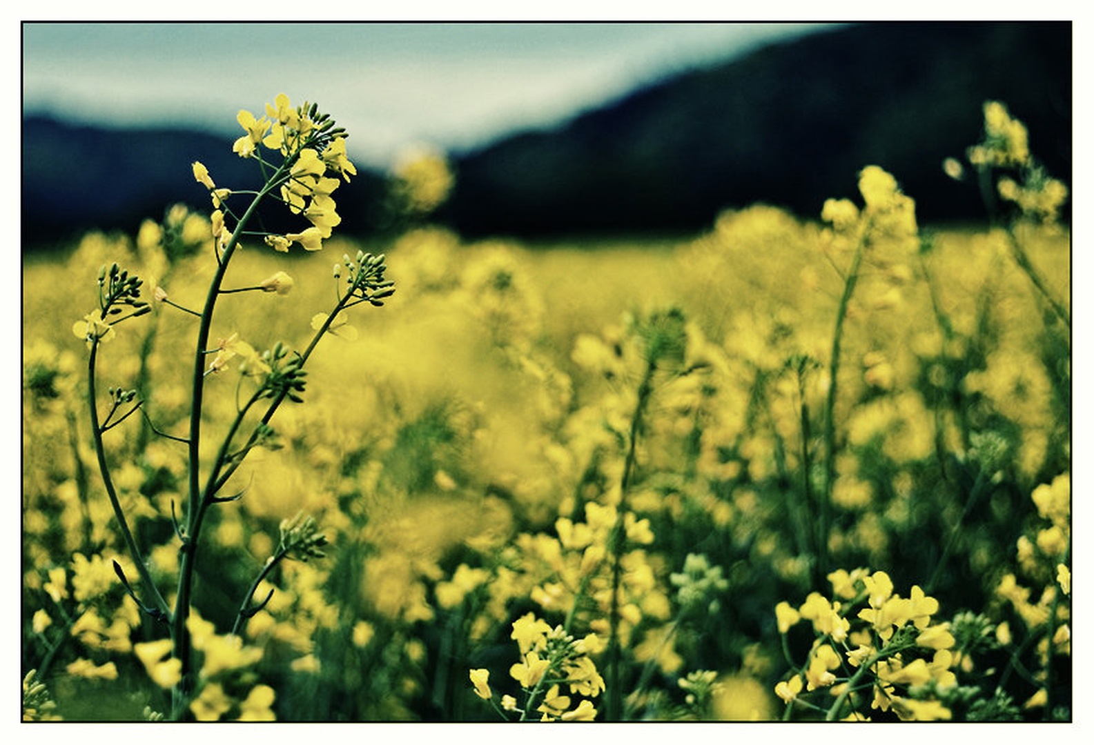 Yellow DOF by Darko Pavlovic