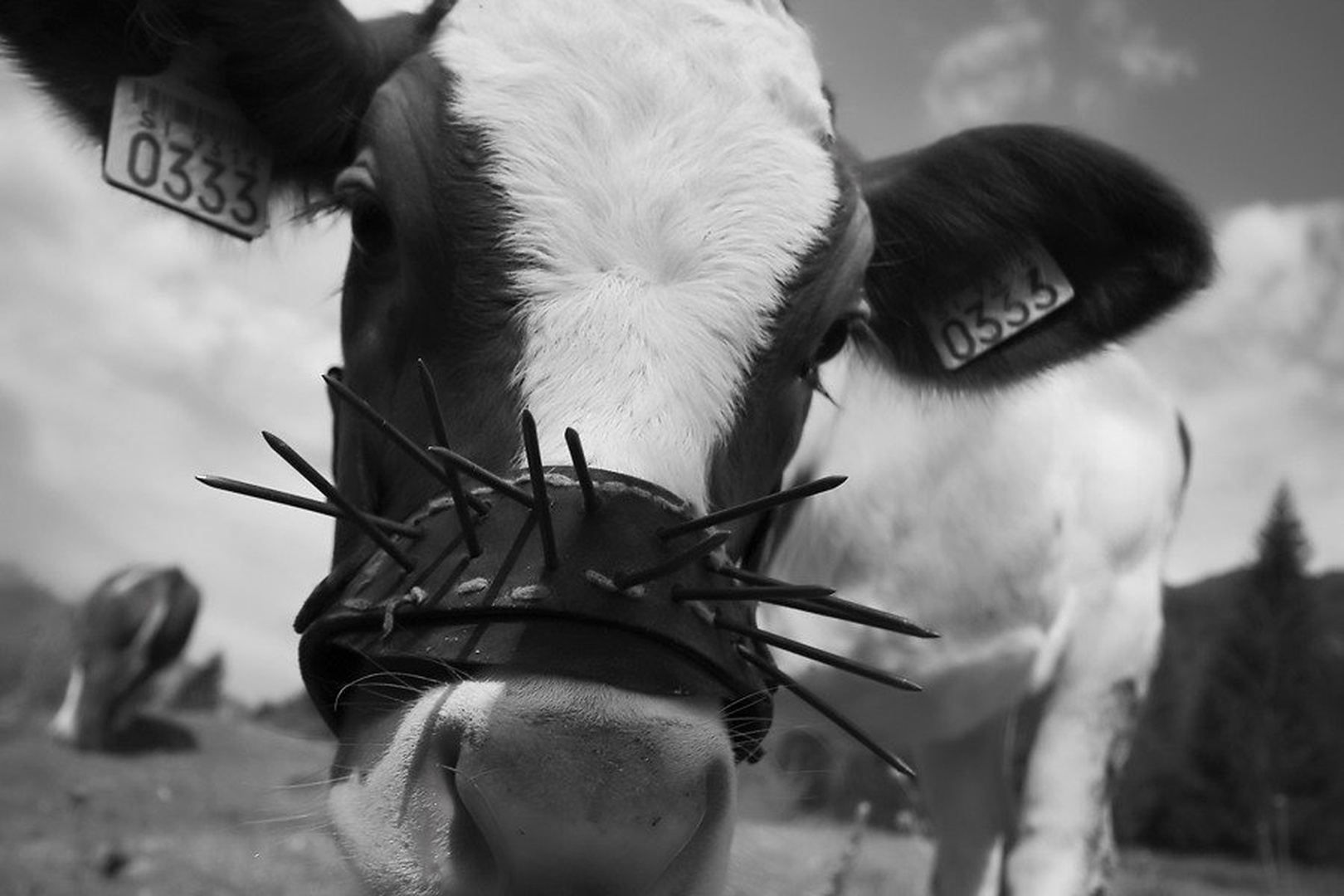 saw 333 by Darko Pavlovic