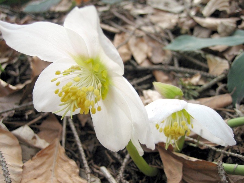 Helleborus niger by Robert Flere