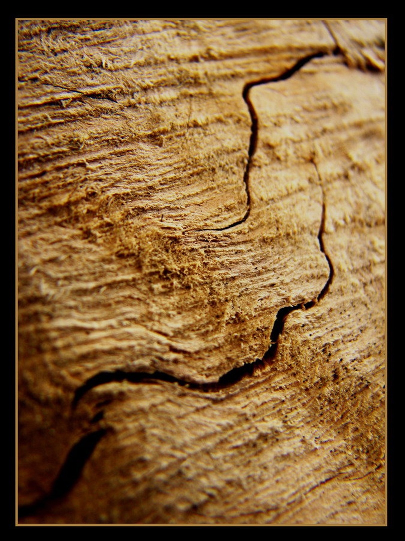 tree veins by