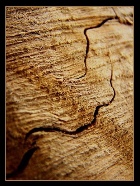 tree veins by mipu