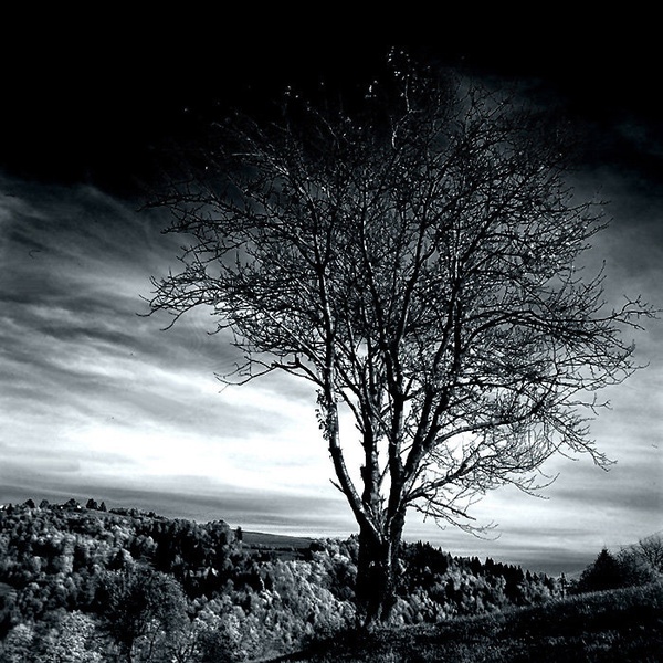 Ent by B.Robert