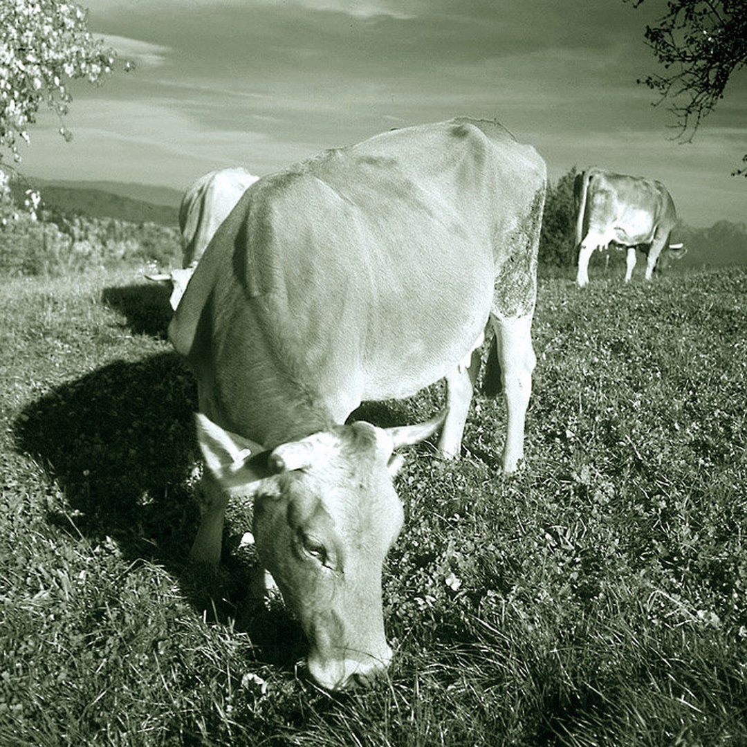 Atom Heart Mother (Tribute) by B.Robert