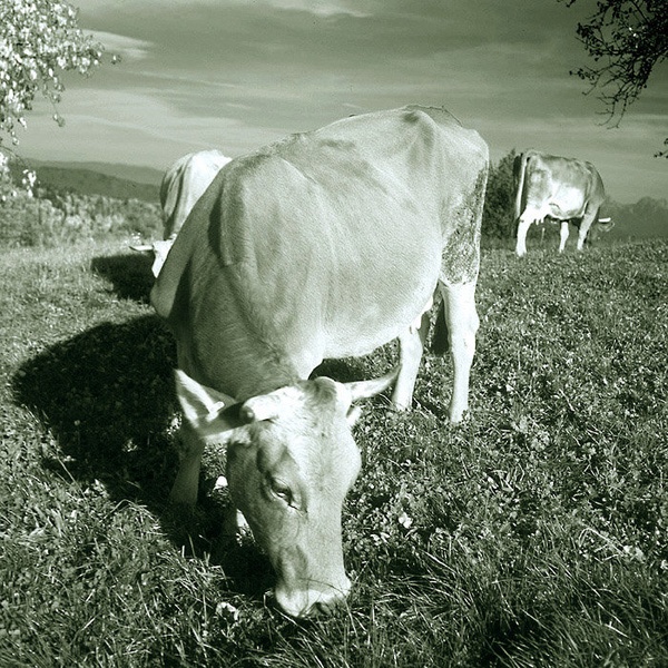 Atom Heart Mother (Tribute) by B.Robert