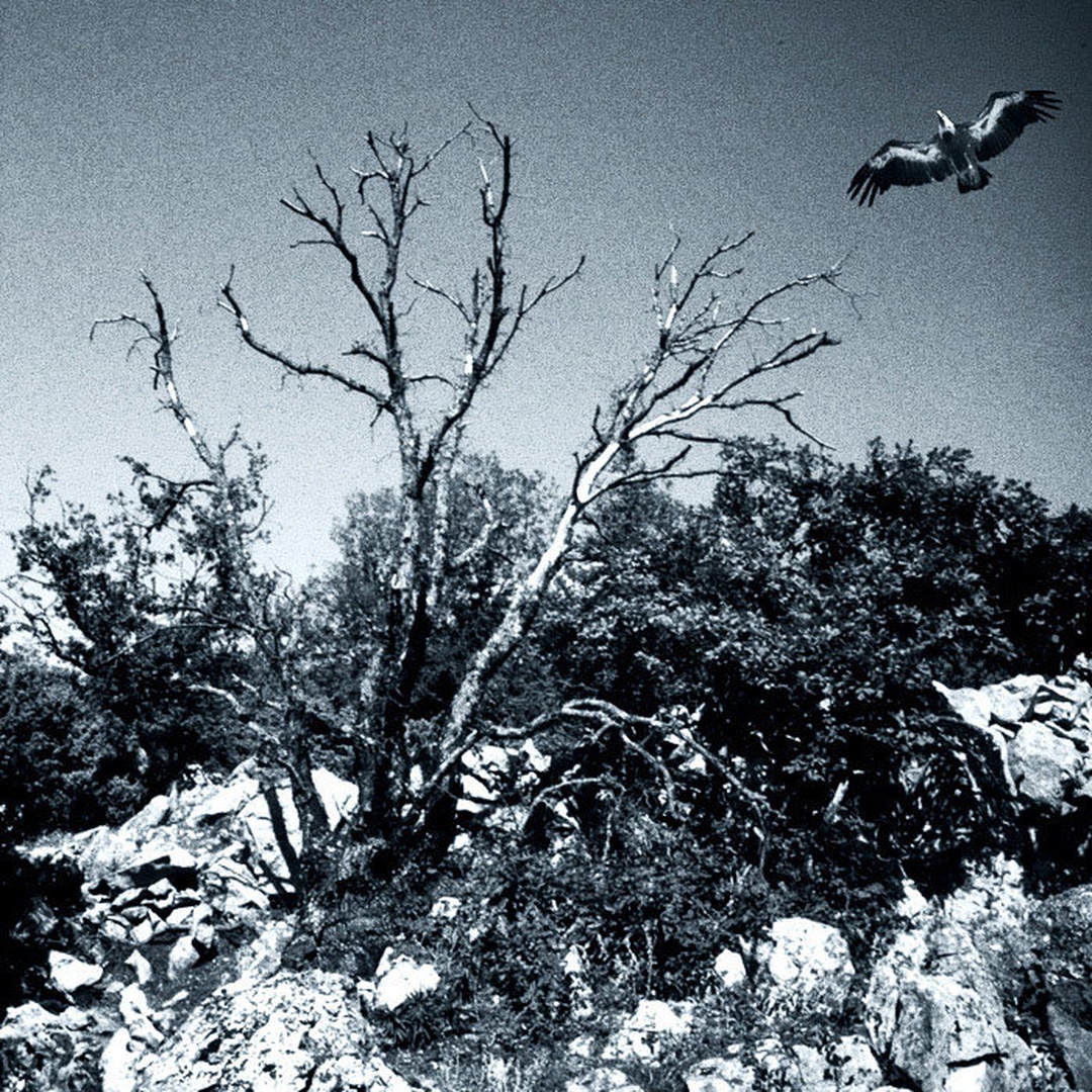 Cres, 2006 - Bjeloglavi sup by B.Robert