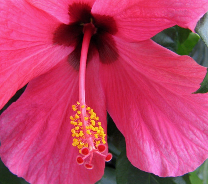 hibiskus by žumer robert