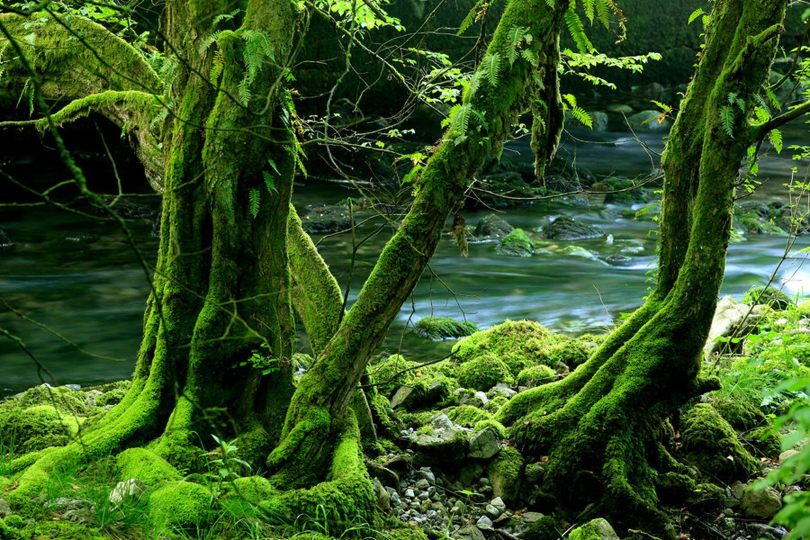 Zeleno by