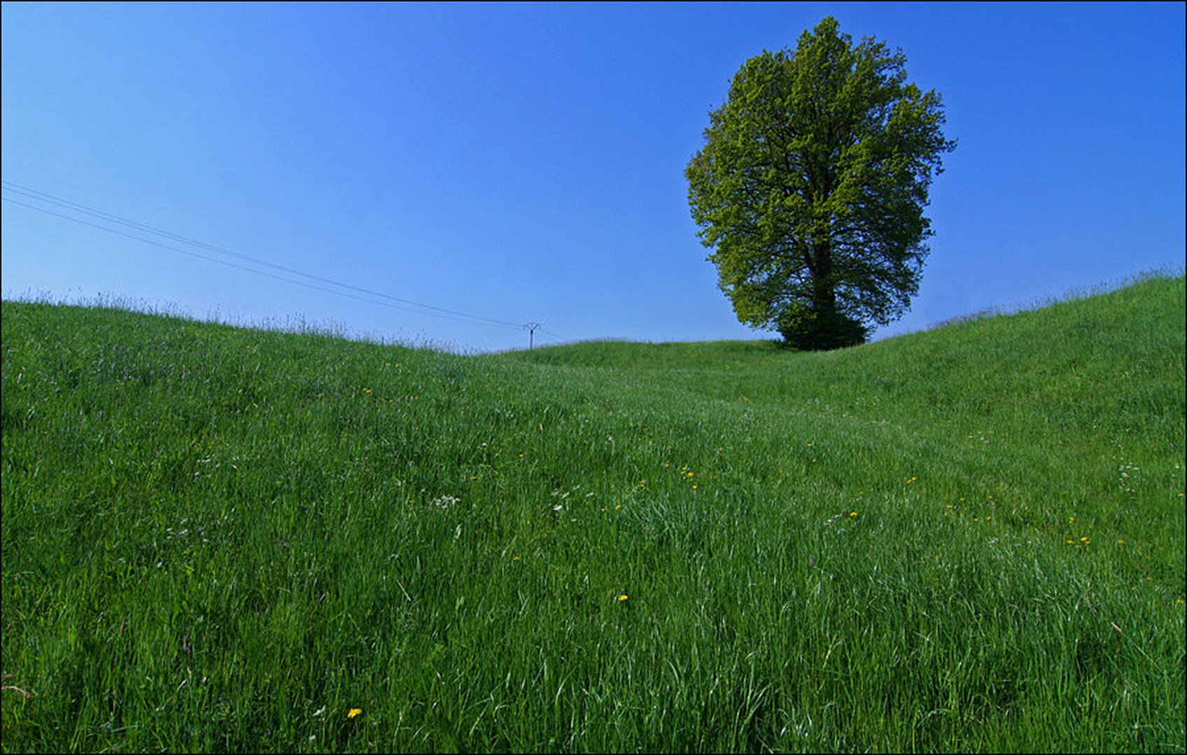 Zeleno by