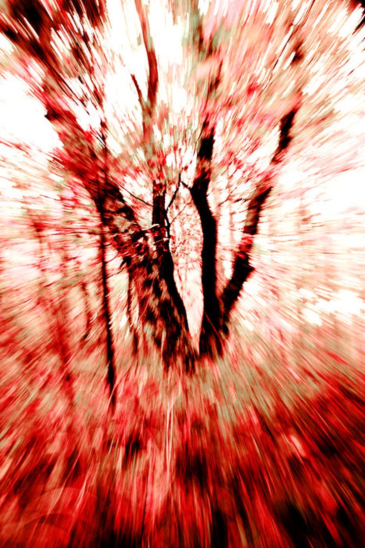 Gozd by