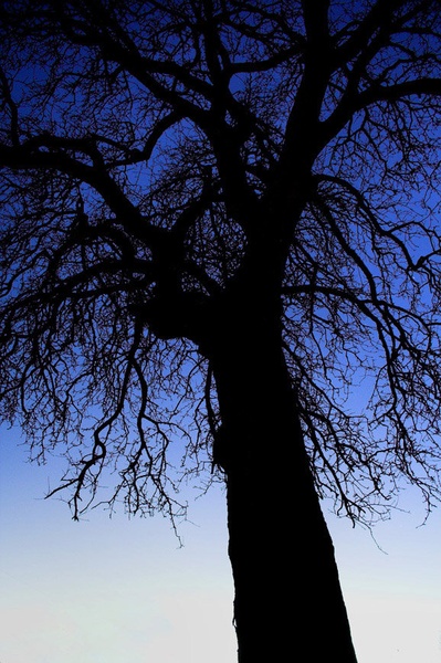 Proti vrhu by Primož Cigler
