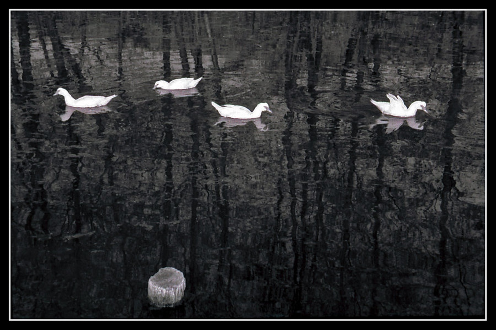 Ducks by Mojca Pišek