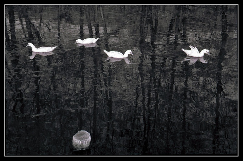 Ducks by Mojca Pišek