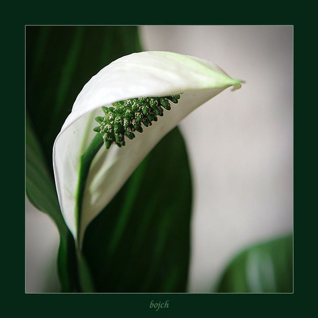 Spatifil by