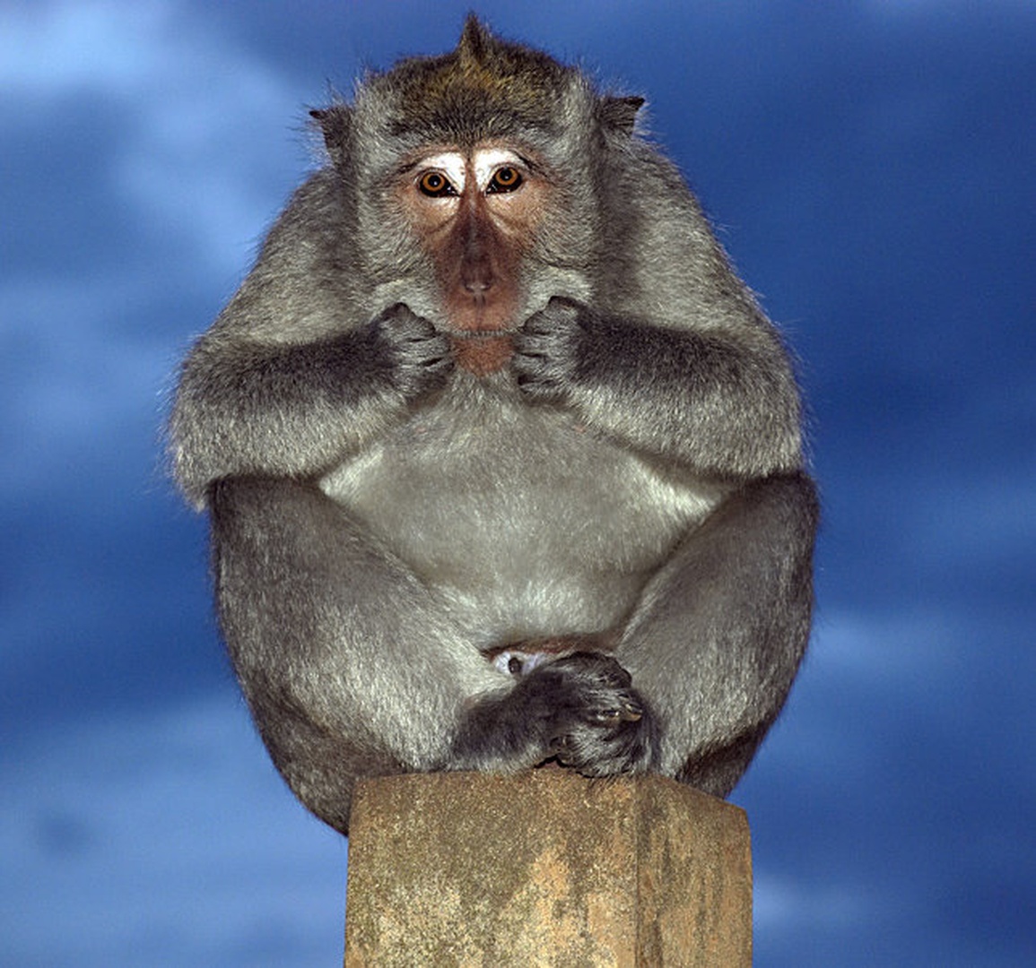 Monkey by Maja Sokolic