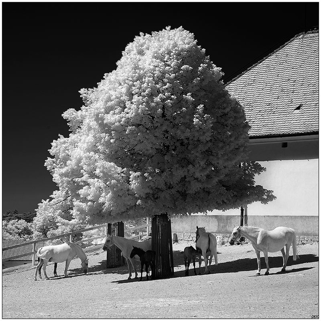 Siesta by