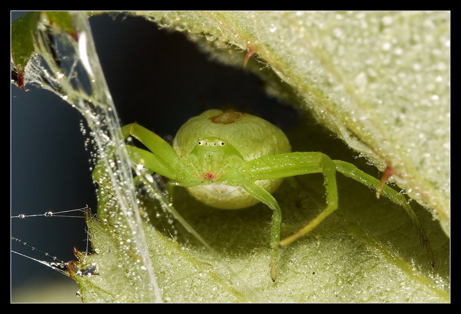 lady in green by Samo