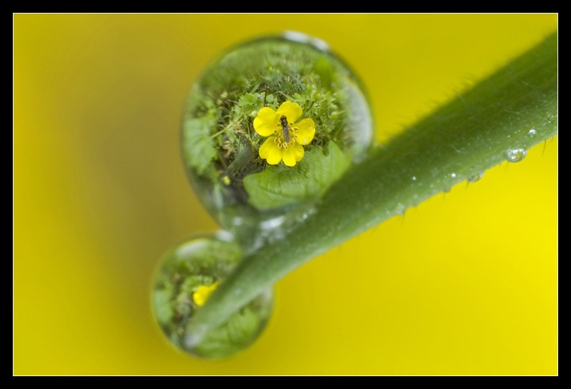 na travici....... by Samo