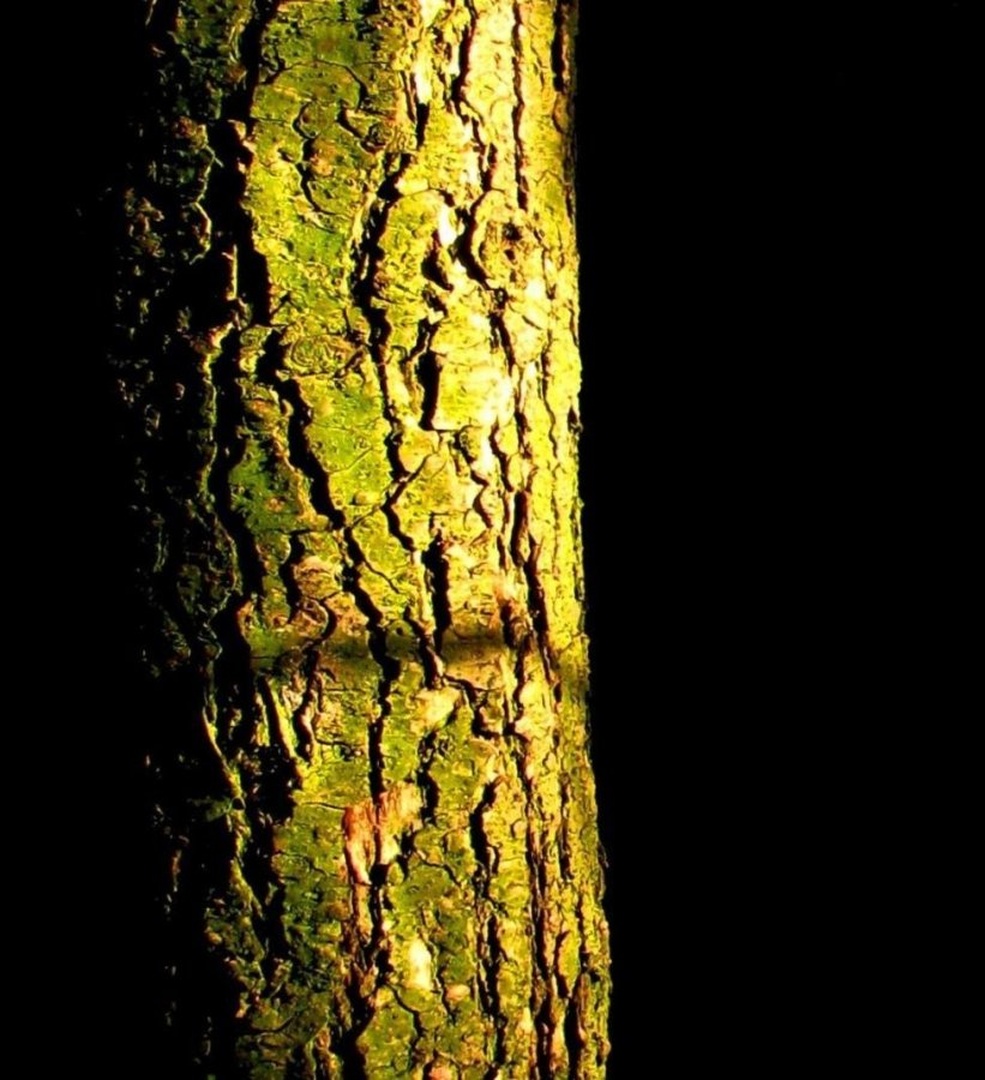 Naravni lepotec by Sandi Kumar