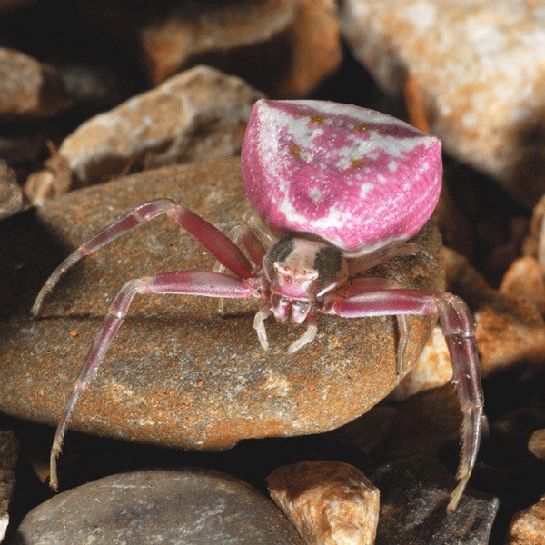 Pink Panter Pajkič by Boris Prinčič