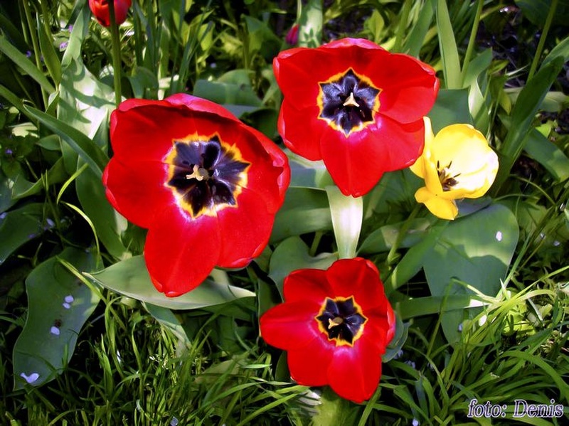 tulipan by denis
