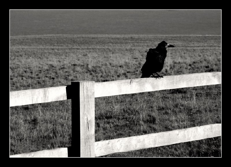 blackbird by nixon007