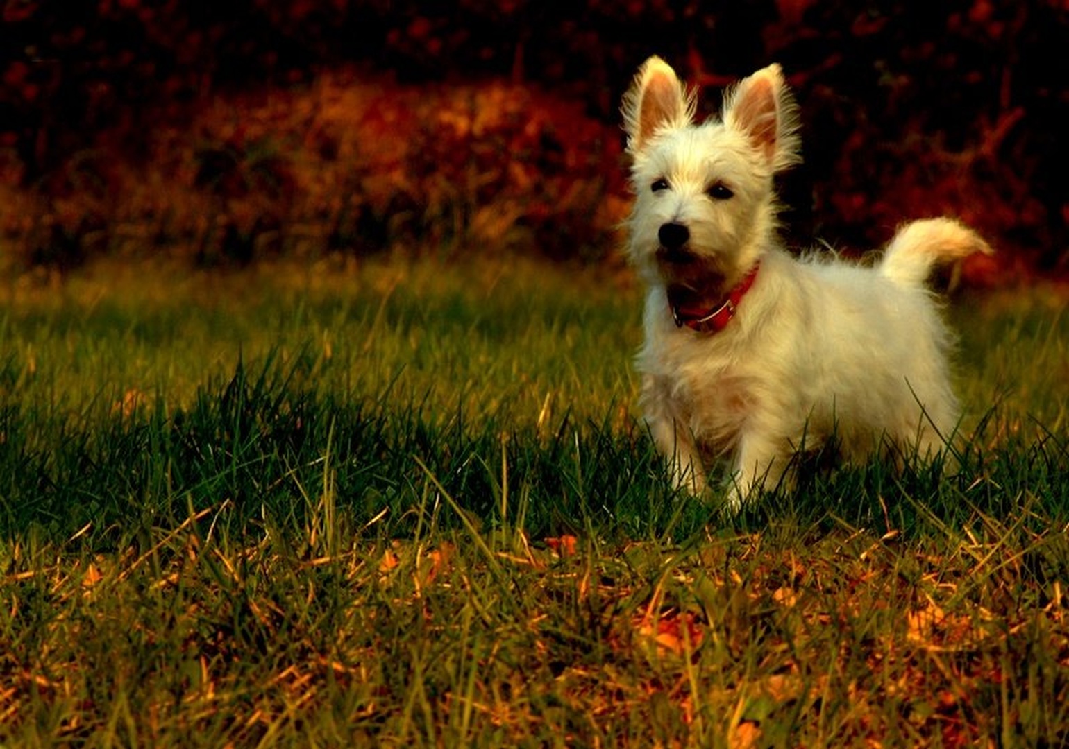 Bony by
