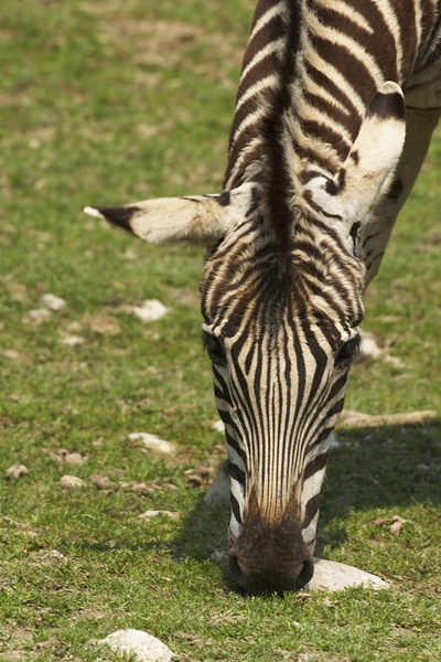 Zebra by Uros Erste