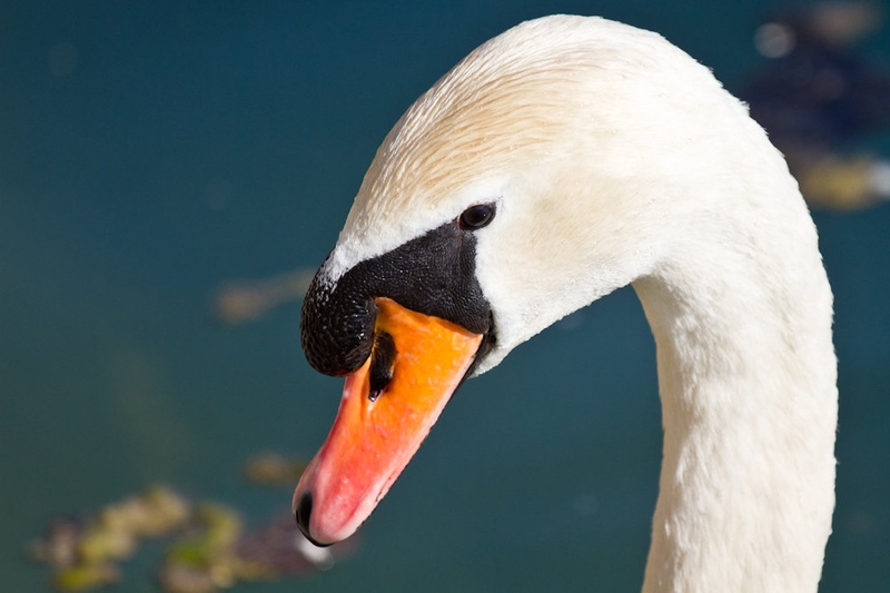 Swan Lake by Uros Erste