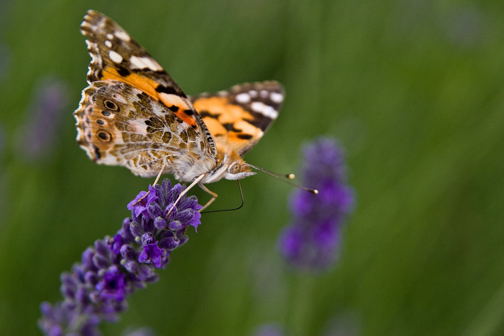 Butterfly by Uros Erste