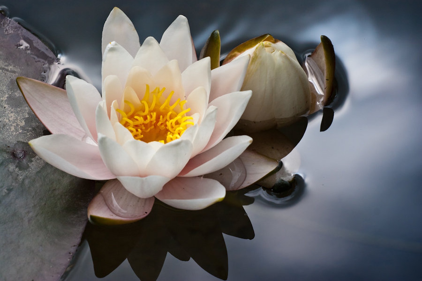 Water Lily by Uros Erste
