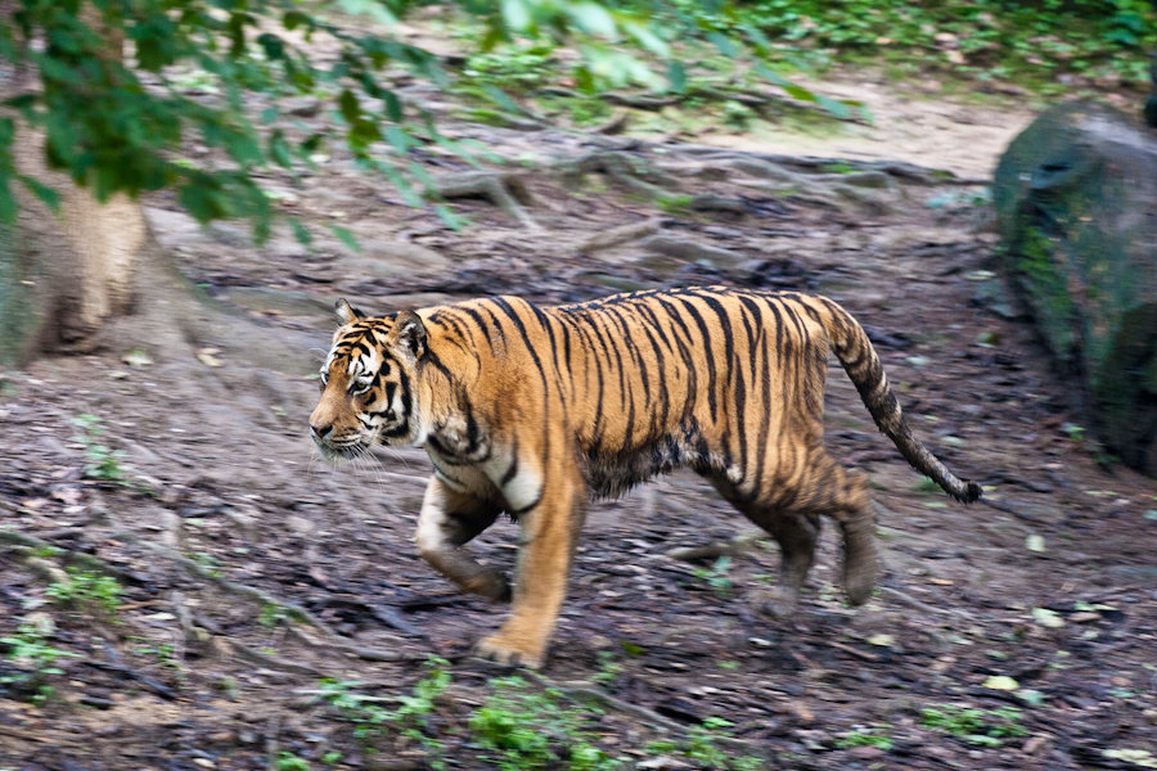 run Forest run! by Uros Erste