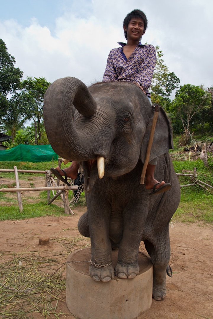 Mahout and his elephant. by Uros Erste