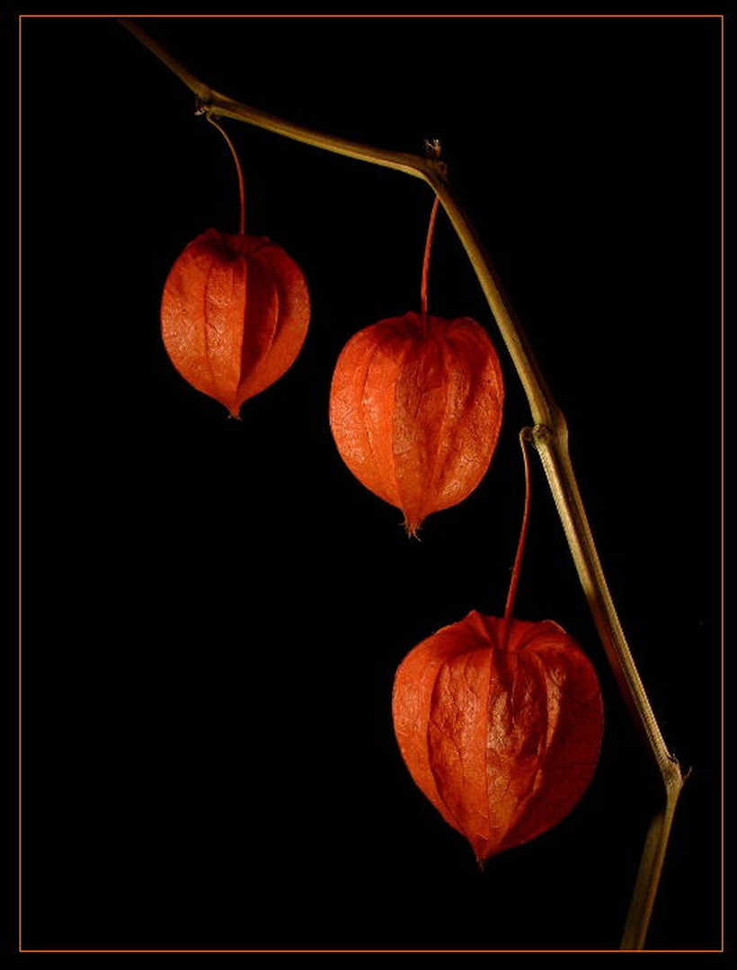 Lampiončki by Zdravko  Majstorović