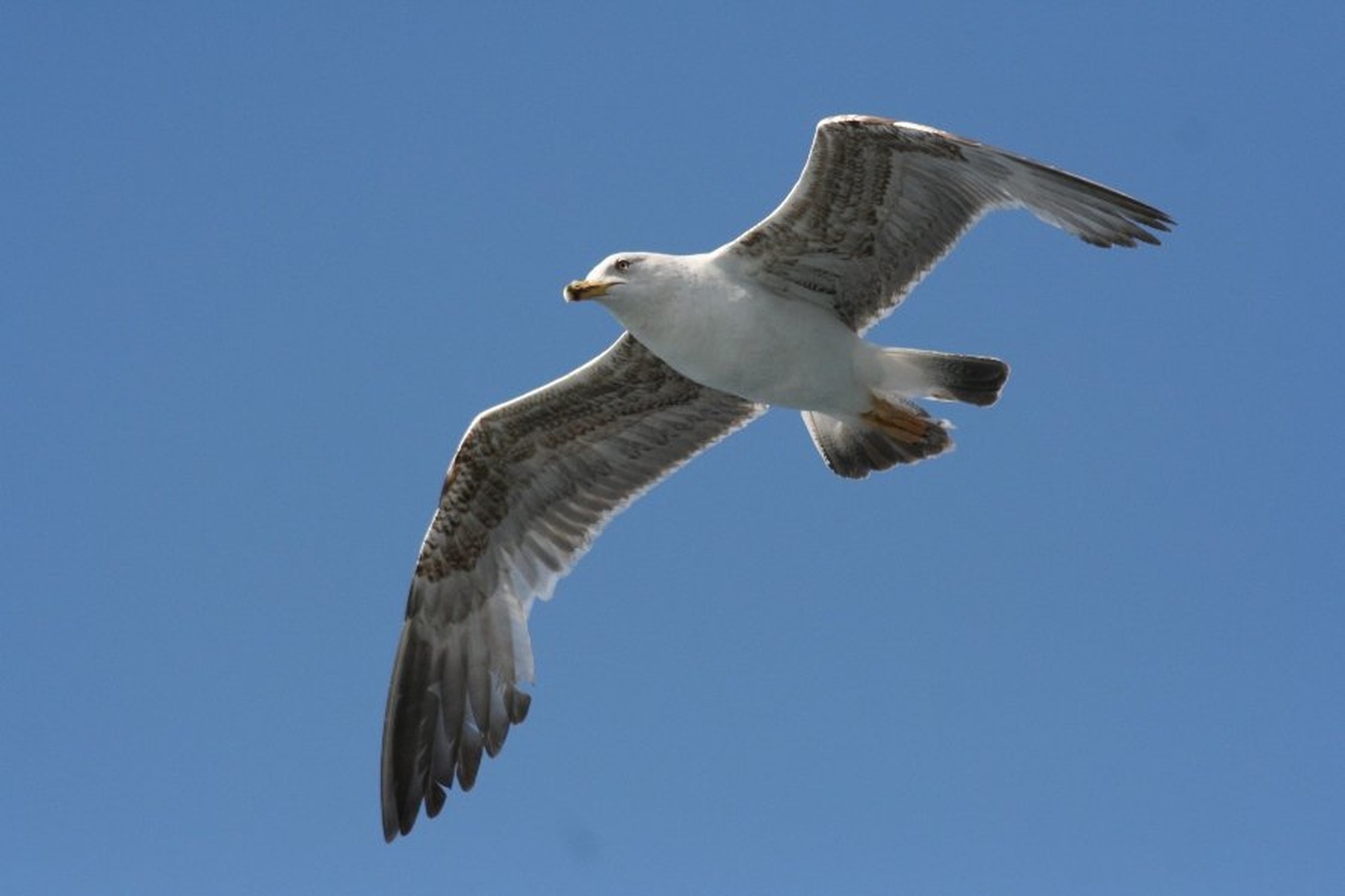 galeb by zoran f.