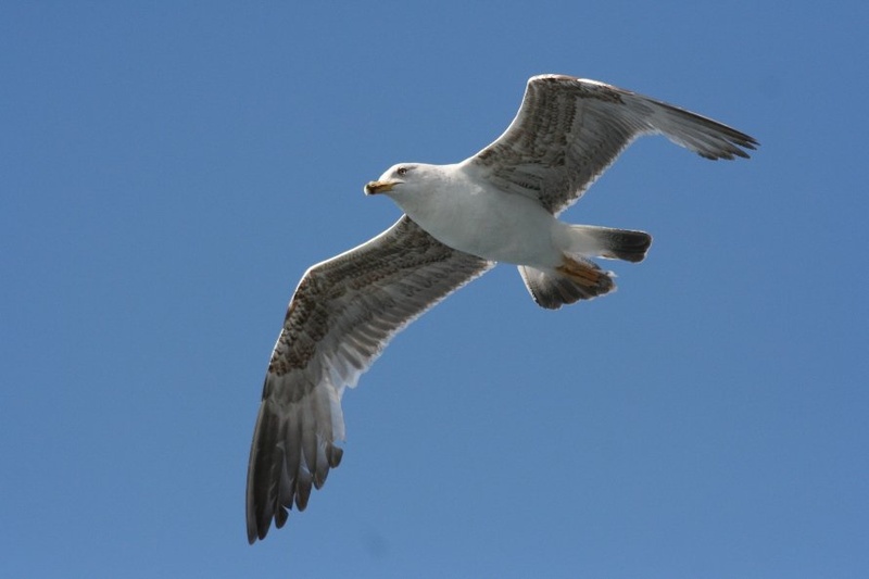 galeb by zoran f.