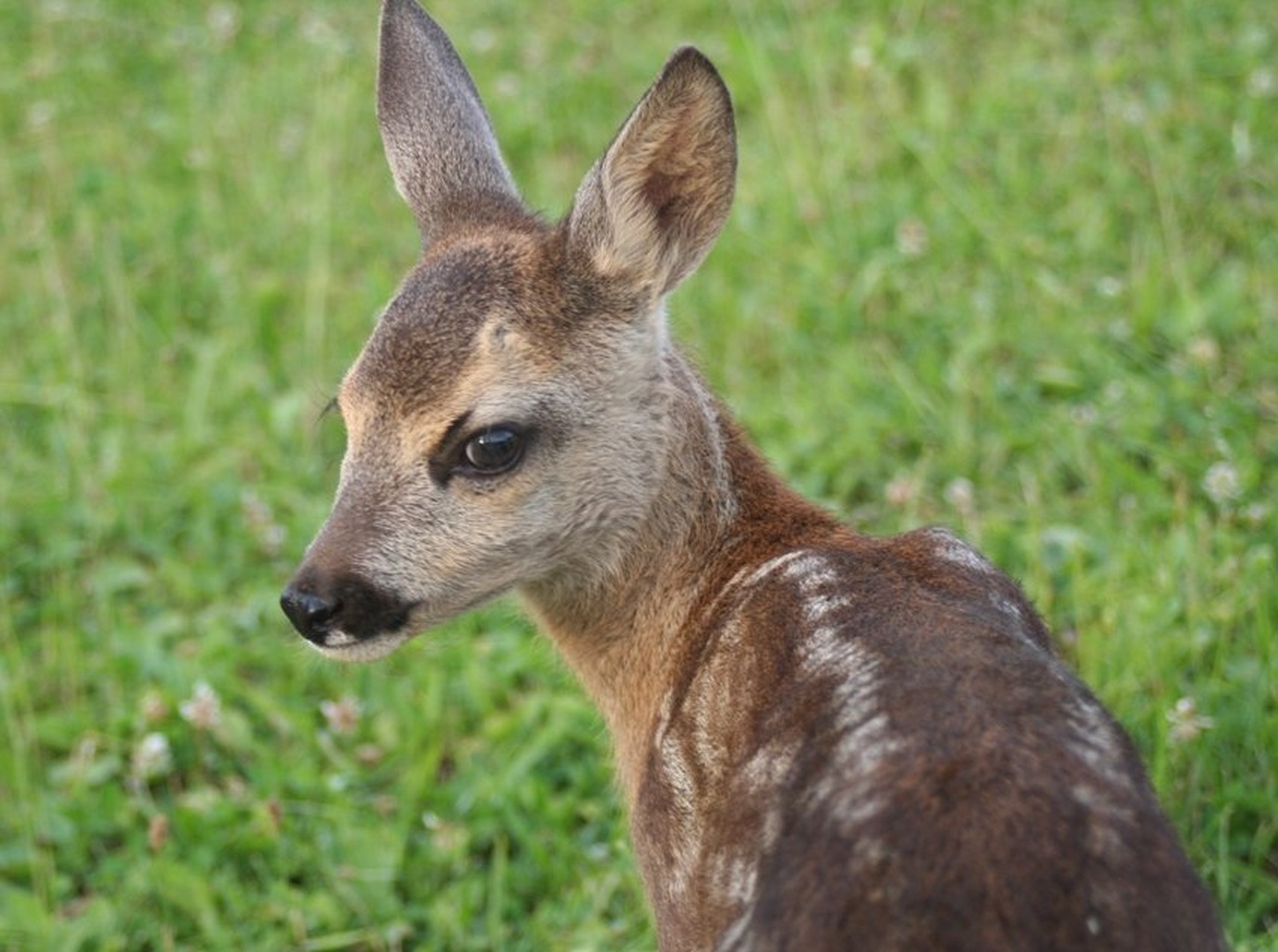 bambi by zoran f.