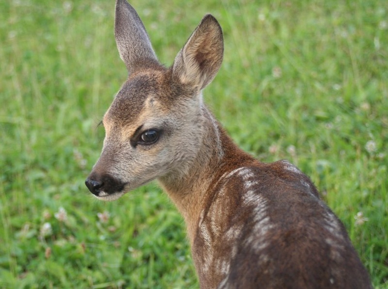bambi by zoran f.