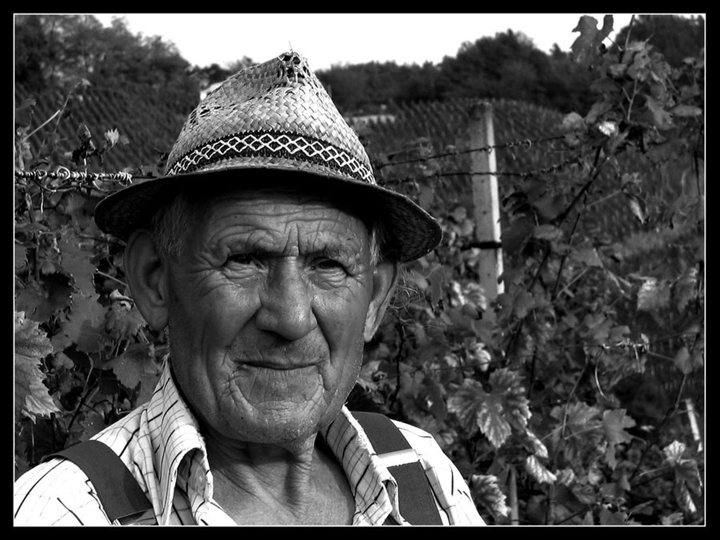 Vinogradnik Stanko by Tine Mažgon