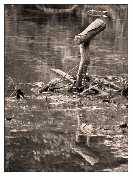 I'm Still Standing... by Tine Mažgon